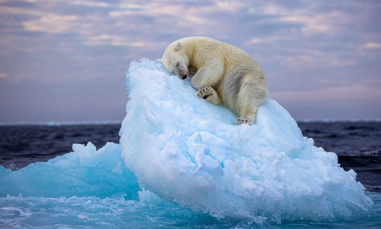 Η φωτογραφία που κέρδισε το βραβείο Wildlife Photographer of the Year